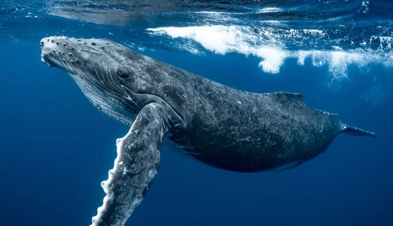 Séjour en Polynésie : Randonnées, Lagon & Observation des Baleines