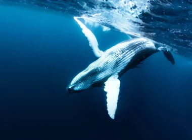 Séjour en Polynésie : Randonnées, Lagon & Observation des Baleines