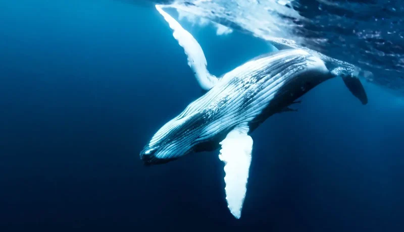 Polynésie Authentique – Baleines & Nature