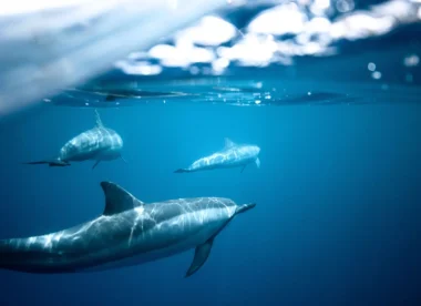 Polynésie Authentique – Baleines & Nature