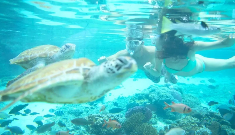 Voyage de Noces en Polynésie : Lagon, îles et romance en maisons d’hôtes de charme