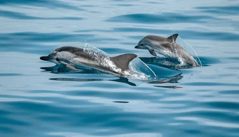 Éco-Aventure Polynésienne : Nagez avec Dauphins, Raies et Requins dans des Lagon de Rêve