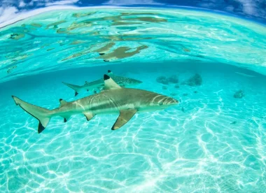 Éco-Aventure Polynésienne : Nagez avec Dauphins, Raies et Requins dans des Lagon de Rêve