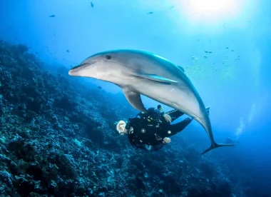 Éco-Aventure Polynésienne : Nagez avec Dauphins, Raies et Requins dans des Lagon de Rêve