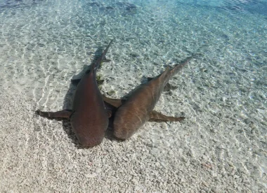 Découvrez la Polynésie Authentique – Un voyage inoubliable au cœur des îles
