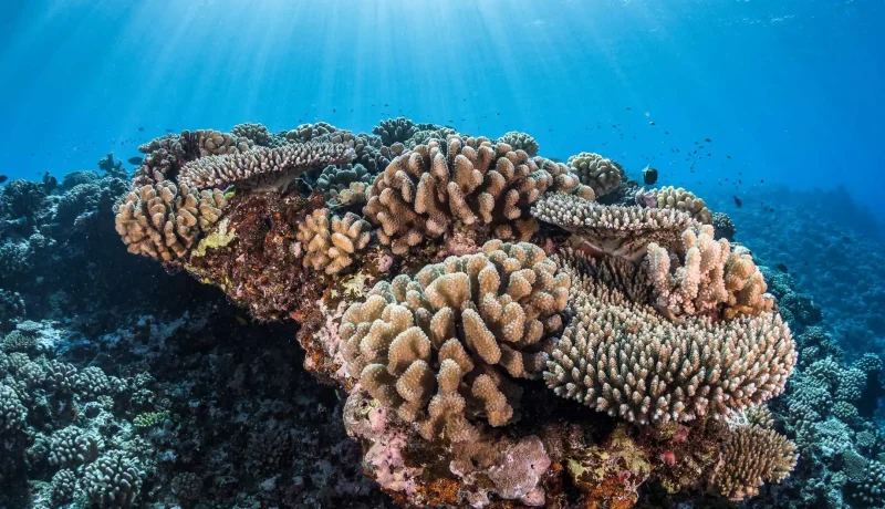 Snorkeling 3 Îles & 1 Atoll, En Pension De Famille
