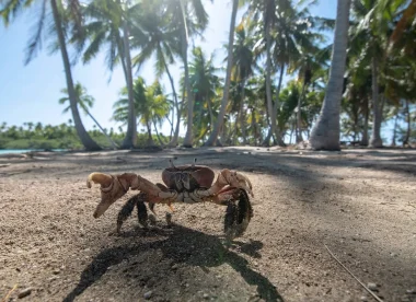 Vivre la Culture Polynésienne : Tahiti Moorea Huahine Taha&rsquo;a