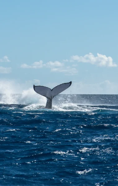 Queue du baleine © Grégory Lecoeur