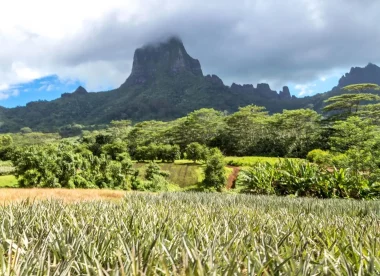 Aventure et Immersion Culturelle à Travers les Îles Marquises, Raiatea, Taha’a et Moorea
