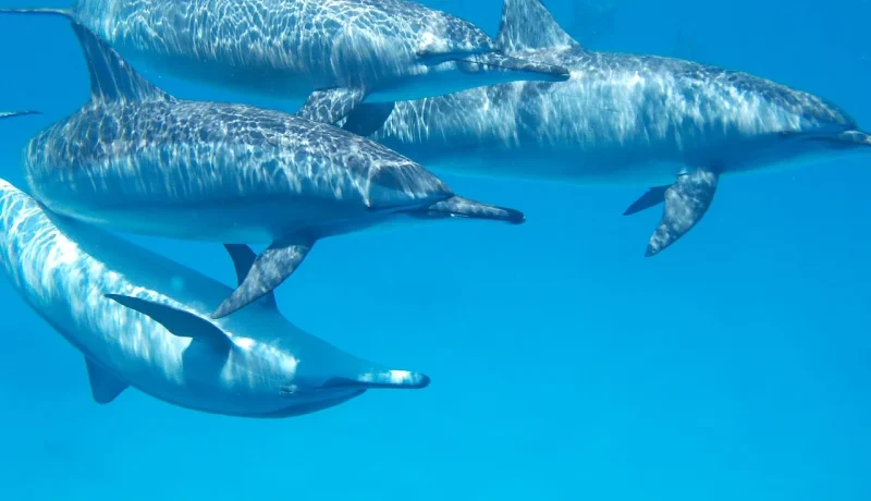 Maeva : Rencontres avec les dauphins, raies et requins ! (TOUT INCLUS ET SUR MESURE)