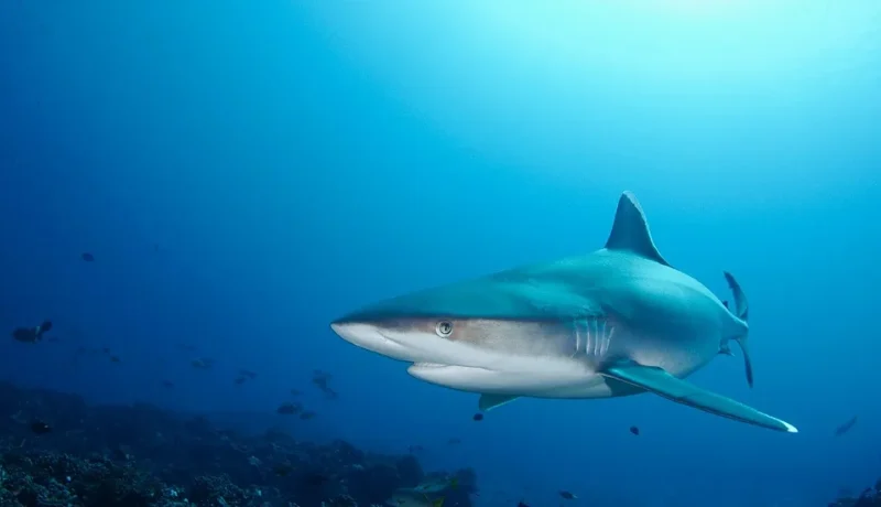 Séjour plongée 3 atolls aux Tuamotu