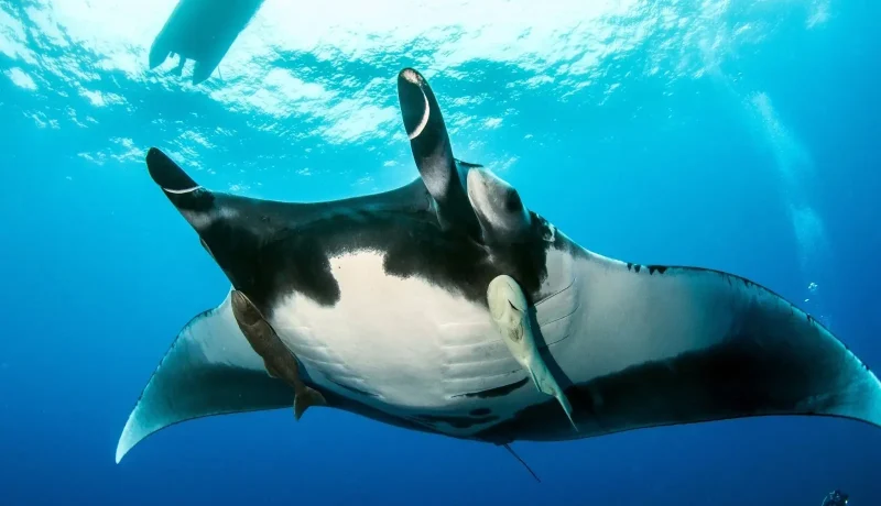 Voyage Spéciale Plongée en Polynésie | Combiné 3 Îles De La Société
