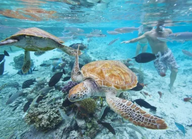 Voyage Spéciale Plongée en Polynésie | Combiné 3 Îles De La Société