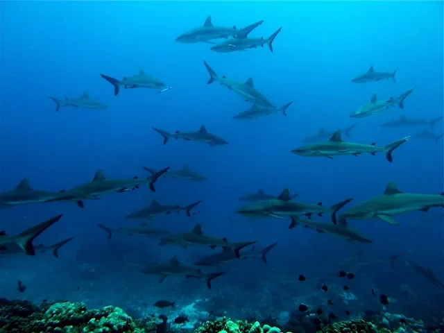 Croisière plongée dans les Tuamotu