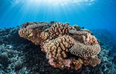 Vivre comme des Polynésiens et plonger en 4 îles – 14 Nuits /17 Jours