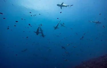 Moorea