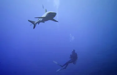 Nature sauvage et préservée