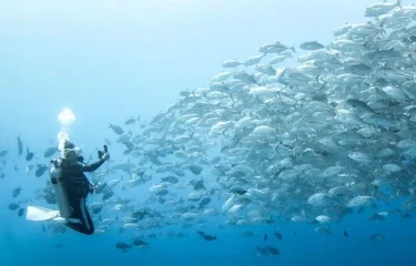 Combiné 4 Îles Spécial Plongée Aux Tuamotu – Pack Tout Inclus