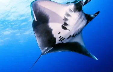 Combiné 3 Îles : La Polynésie Authentique Hors des Sentiers Battus | Séjour Plages et Nature