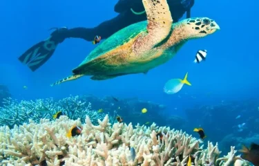 Plongée à Bora Bora