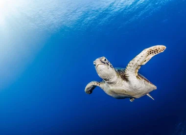 Les Tuamotu, l’archipel des merveilles