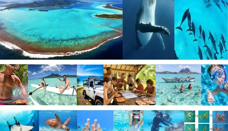 DOLPHINESSE spécial baleines en petit groupe avec une éthologue et merveilles des îles et lagons