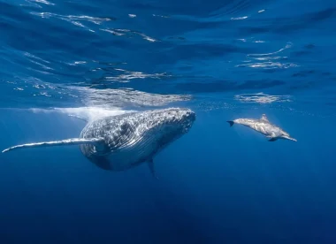 DOLPHINESSE spécial baleines en petit groupe avec une éthologue et merveilles des îles et lagons