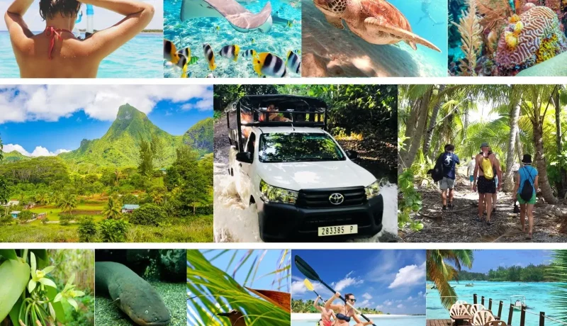 DOLPHINESSE -Spécial baleines à bosse à Moorea  et best of plongée aux Tuamotu Polynésie Française
