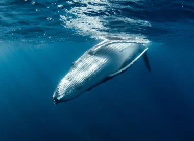 DOLPHINESSE -Spécial baleines à bosse à Moorea  et best of plongée aux Tuamotu Polynésie Française