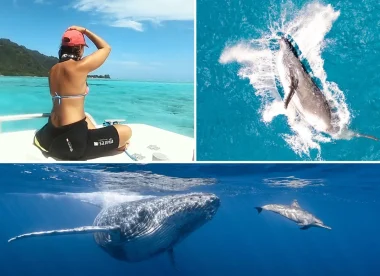 DOLPHINESSE -Spécial baleines à bosse à Moorea  et best of plongée aux Tuamotu Polynésie Française