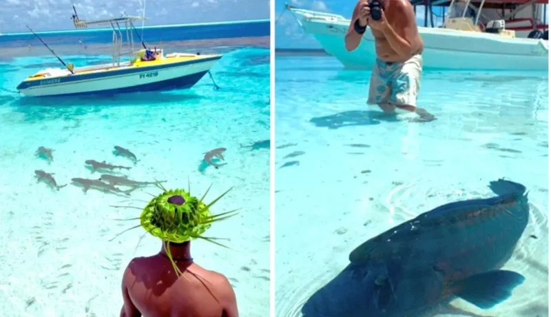 DOLPHINESSE 3 SEM Spécial merveilles du lagon de Bora Bora, baleines à bosse à Moorea  et best of plongée aux Tuamotu