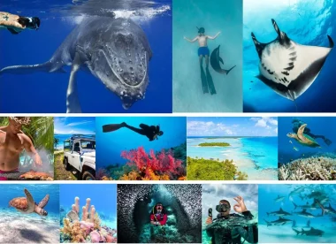 DOLPHINESSE 3 SEM Spécial merveilles du lagon de Bora Bora, baleines à bosse à Moorea  et best of plongée aux Tuamotu