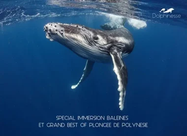 DOLPHINESSE 3 SEM Spécial merveilles du lagon de Bora Bora, baleines à bosse à Moorea  et best of plongée aux Tuamotu