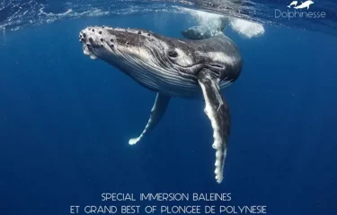 Moorea