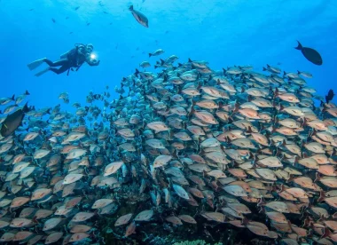 Plongée 3 Atolls : Tikehau, Rangiroa et Fakarava