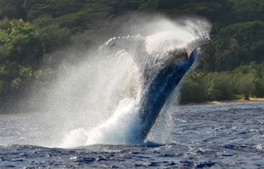 Escapade à Rurutu