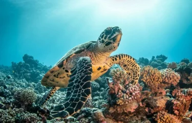Un petit bout de paradis