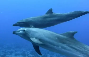 Nature sauvage et préservée