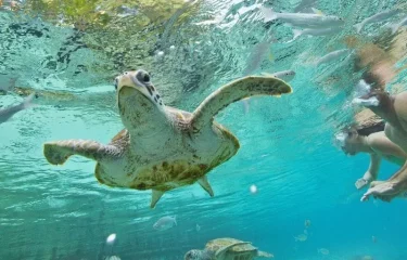 Moorea