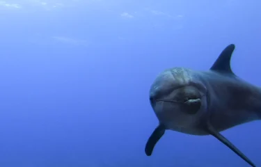 Séjour Romance sur les Eaux Polynésiennes