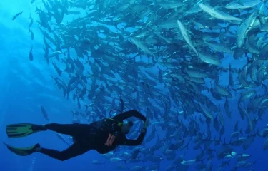 Plongée à Rangiroa