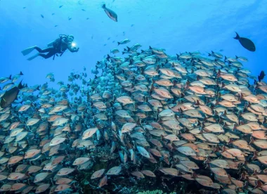 Combiné 4 Îles Spécial Plongée Aux Tuamotu – Pack Tout Inclus