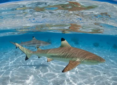 Combiné 4 Îles Spécial Plongée Aux Tuamotu – Pack Tout Inclus