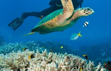 Plongée à Bora Bora