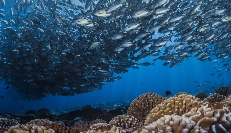EXPLORATION SOUS MARINE DANS LES JOYAUX POLYNÉSIENS