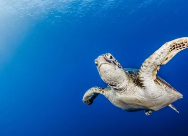 EXPLORATION SOUS MARINE DANS LES JOYAUX POLYNÉSIENS
