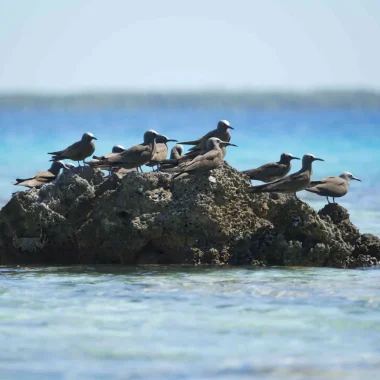 Groupe d'oiseaux sur un rocher dans la mer © Tahiti Tourisme