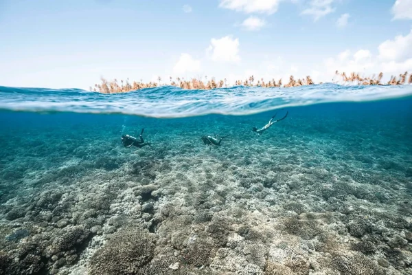 Plongée sous-marine © Alexandre Voyer