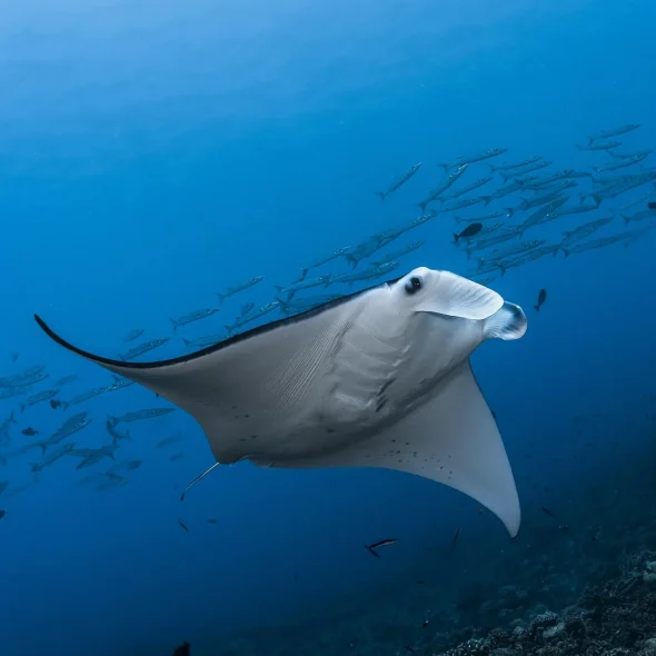 Manta ray with a school of barracuda in the background © Greg Lecoeur