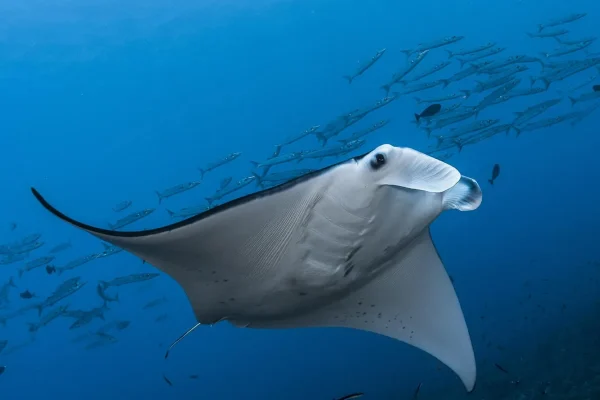 Manta ray with a school of barracuda in the background © Greg Lecoeur